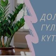 Доллар Гүліне Күтім Доллар Гуліне Қалай Су Құю Туралы Замиокулькас Гули Немесе Доллар Гули