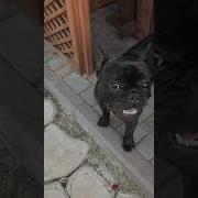 Бульдог Гавкает