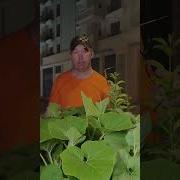 Узбекское Сватовство