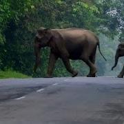 Elephants Cross The Road Lands Of The Monsoon Bbc