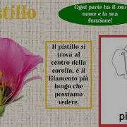 I Fiori