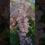 Красивая Песня Про Природу Сирень