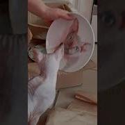 Ты Картина Я Портрет Ты Скотина А Я Нет