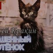 Алексей Кракин Брошенный Котенок