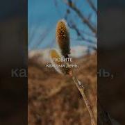 Romas Цените Каждый День