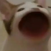 Кот Чпокает Ртом