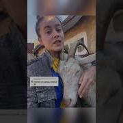 Как Я Дою Козу