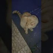 Кот Кокос Коткокос