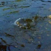 Звук Падающей Капли Воды