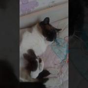 Давай Вставай Блять