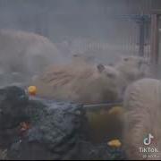 Я Хочу Стать Капибарой