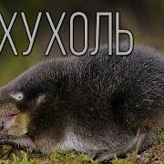 Выхухоль Кричит