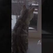 Никого Я Не Хочу Ты Мой Кумир Моя Звезда