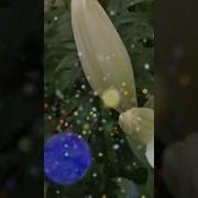Йорэклэрдэ Хаман Ут Яна