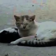 Трогательное Видео Про Котика