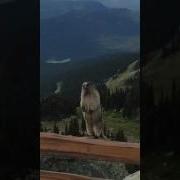 Screaming Marmot Орущий Сурок