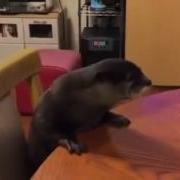 Фаак Ююю Э Ю Э Юююю