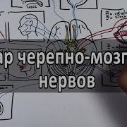 12 Пар Черепно Мозговых Нервов