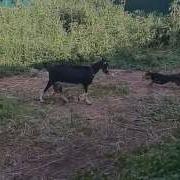 Собака Дразнит Козу
