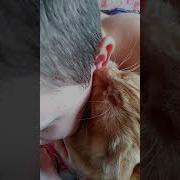 Кот Который Любит Сосать Ухо