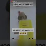 Попугай Крутит Хомяка В Колесе Хомяк В Шоке Подготовка Космонавта В