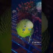 А Собаку Мне Не Подарят