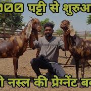 Rajasthan Bakra Mandi Cheap Rate Goats Sirohi Goat Lot Gaban Bakriya