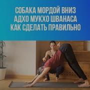 Биомеханика Собака Мордои Вниз