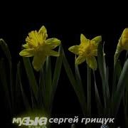 Белыми Ночами Грищук