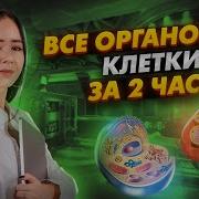 Цитология Органоиды Егэ Биология