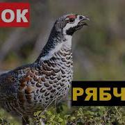 Манок На Рябчика Звук