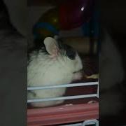 Ого Даша Танцует Тверк