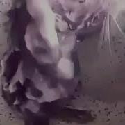 Шок Крыса Моется С Мылом