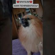 Шпиц Поёт