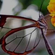 Gato Barbieri Butterfly Гато Барбьери Бабочка
