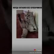 Юмор Кастрации Кота