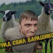 Мурад Ебаная Шерсть