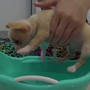 Купаем Щенка В Ванночке После Улицы We Bathe The Puppy In The Bath