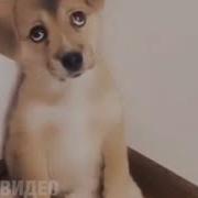 Ругают Собачку