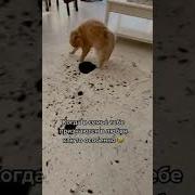Ты Мне Все Обои Разодрал