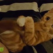 Кот Да Ну На Хуй