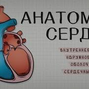 Человеческое Сердце