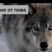 Живот Не Для Пива Живот От Пива