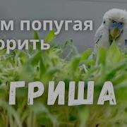 Учим Попугая Говорить Хороший Гриша