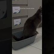 Если Бы Я Был Котом
