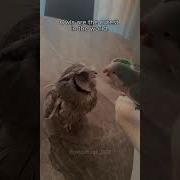 Музыка С Совами