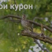 Аз Хоби Гарон Хез
