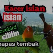 Kacer Isian Cililin Dan Lovebird