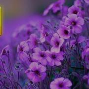 Цветы Распускаются Релакс 8