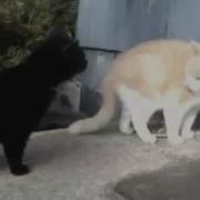 Котэ Бля У Него Валына